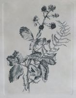 Radierung Brombeerzweig, gerahmt