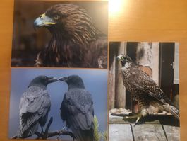 3x Grusskarten Greifvögel & Kolkraben