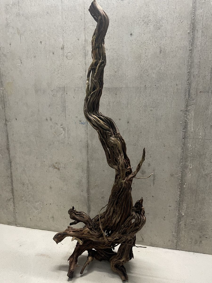 Terrario: Terrarium Holz/Ast – Usato da Zürich venduto da Laurin_23 4