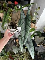 Alocasia Metallic Blue rhizome 🪴🌱