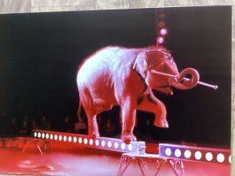 Circus Knie Foto 1990