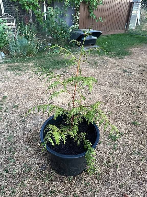 Pflanzen & Samen: Thuja, Lebensbaum Thuja occidentalis 'Brabant' 
l – Gebraucht aus Pfaffnau von Hawaiano 1