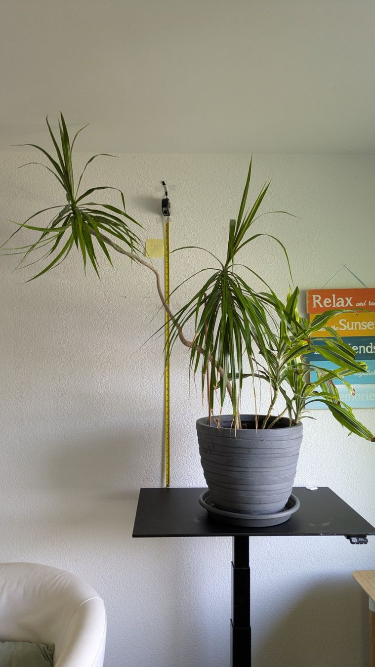 Piante & sementi: Grosser Drachenbaum Dracaena mit grauem Topf – Usato da Bremgarten b. Bern venduto da oll_8gnq