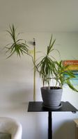 Grosser Drachenbaum Dracaena mit grauem Topf