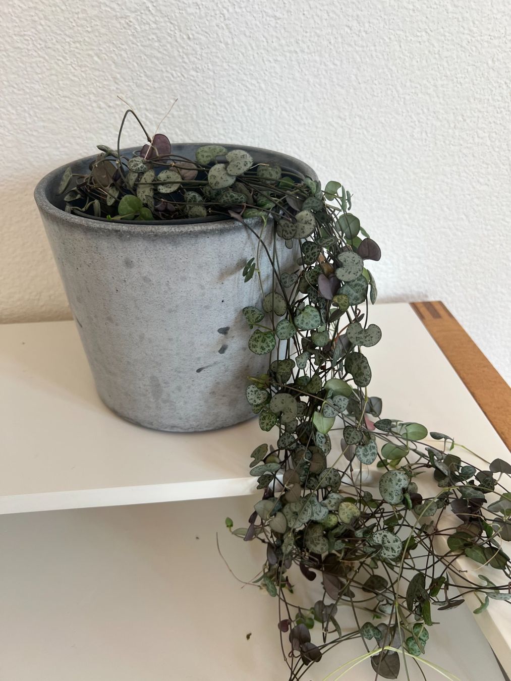 Plantes & graines: 4 Zimmerpflanzen – D'occasion à Ostermundigen par man_7dlv 1