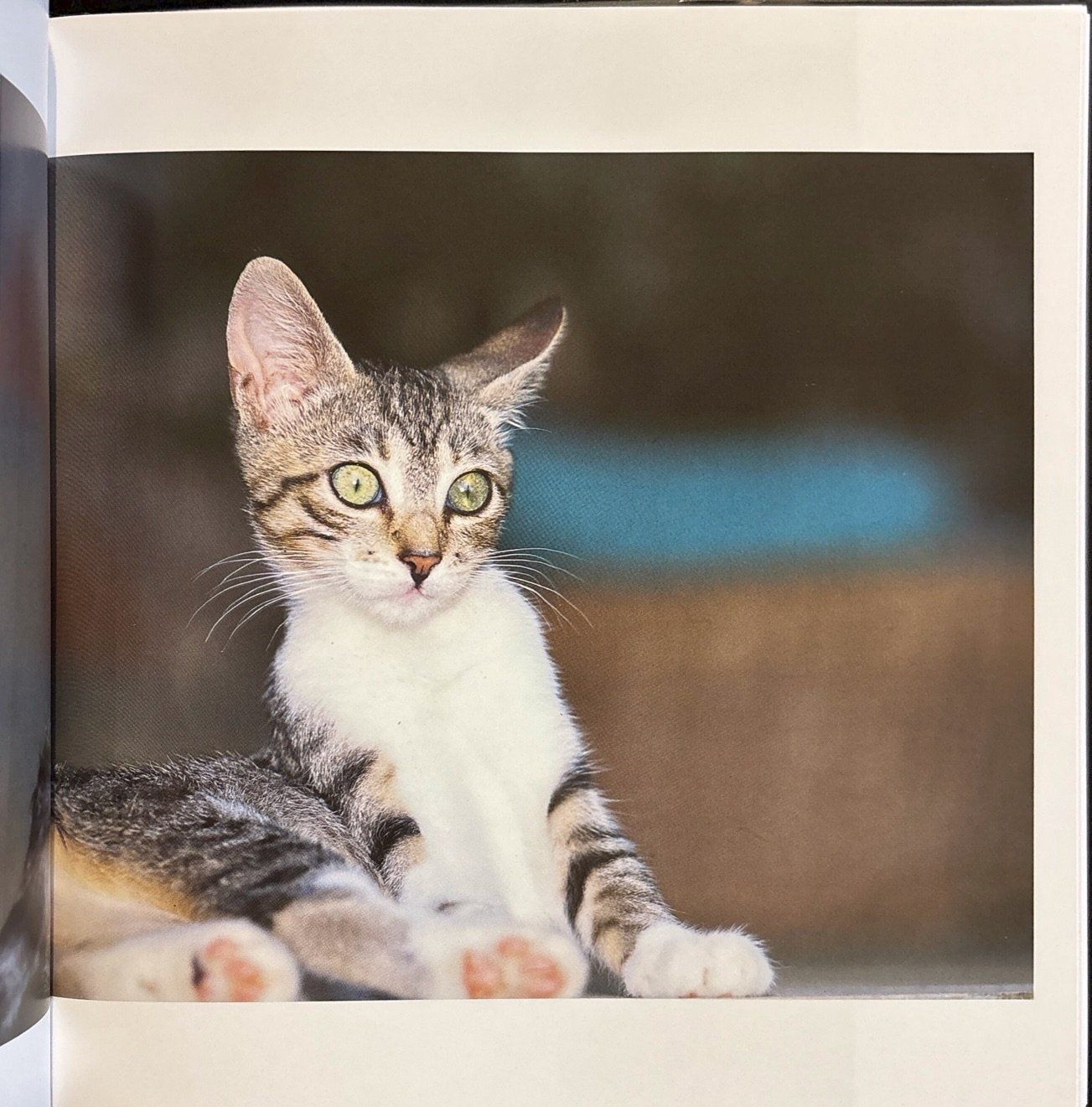 Libri: Kater Isidor und seine Katzen – Nuovo (secondo la descrizione) da Sarnen venduto da Livres 7