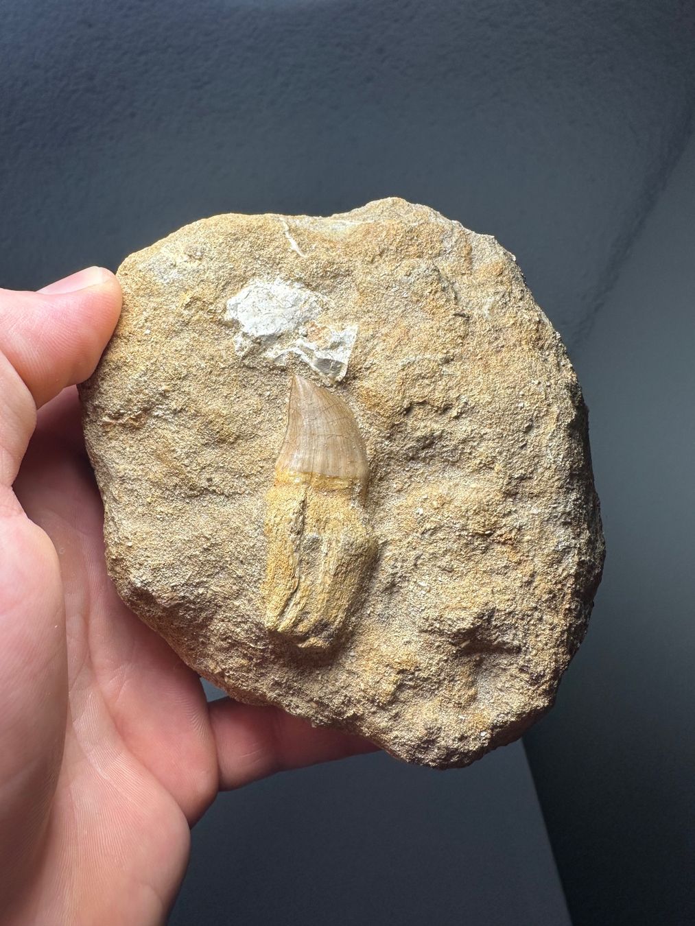 Fossili: Fossiler Mosasaurus Zahn in der Matrix – Usato da Lutzenberg venduto da CS65