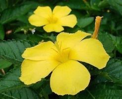 Turnera Aphrodisiaca ( DAMIANA ) 6g