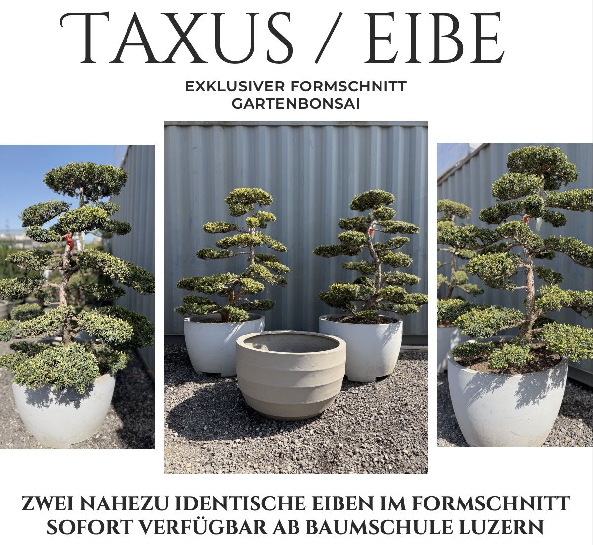 Piante & sementi: 2x Taxus Eiben Gartenbonsai Formschnitt, 35-jährig, Topf – Nuovo (secondo la descrizione) da Root venduto da Jo.Di