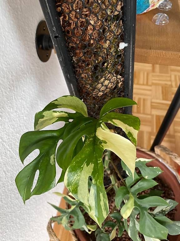 Piante & sementi: Mossstab/mosspole – Nuovo e nell'imballaggio originale da Sursee venduto da gal_lp7g 2