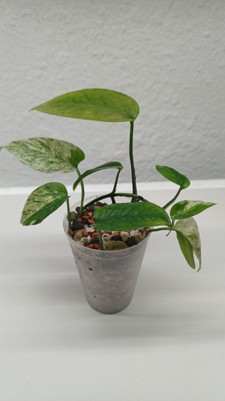 Pflanzen & Samen: Epipremnum pinnatum marble. – Gebraucht aus Bern von uwi_8t7x 1