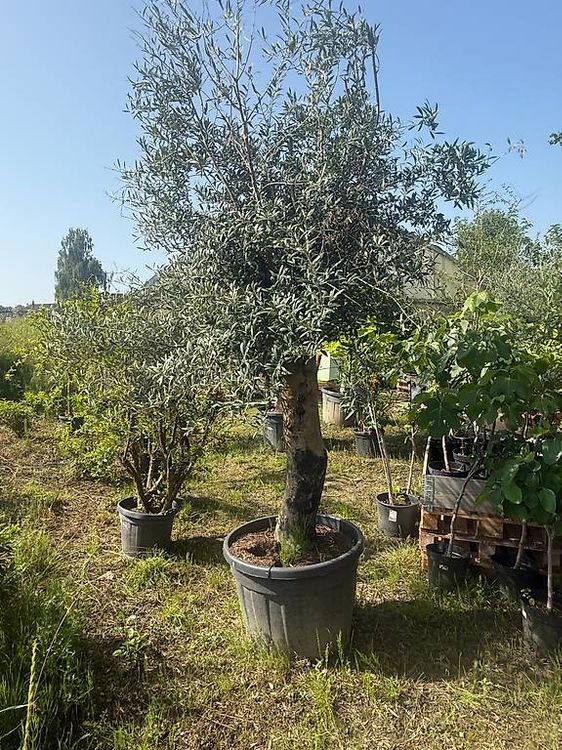Olivenbaum Winterhart (Neu (gemss Beschreibung)) in Zuckenriet fr CHF 590   nur Abholung auf Ricardo kaufen