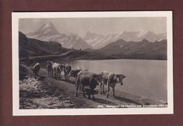 BACHALPSEE am Faulhorn - Kühe