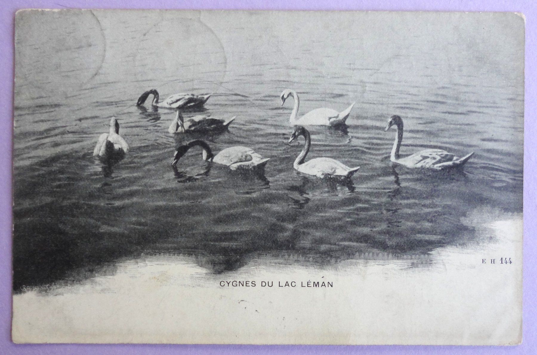Cartes postales: Cygnes du Lac Léman – Défectueux à Fétigny par Billy2miny