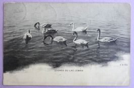 Cygnes du Lac Léman