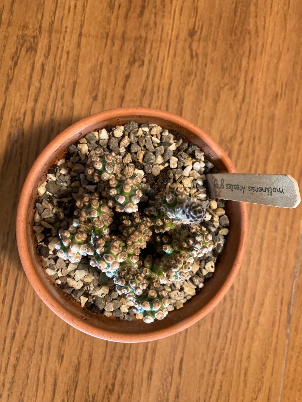 Piante & sementi: Cactus - Tephrocactus molinensis Areoles grey – Usato da Lausanne venduto da fan_y6hr 1