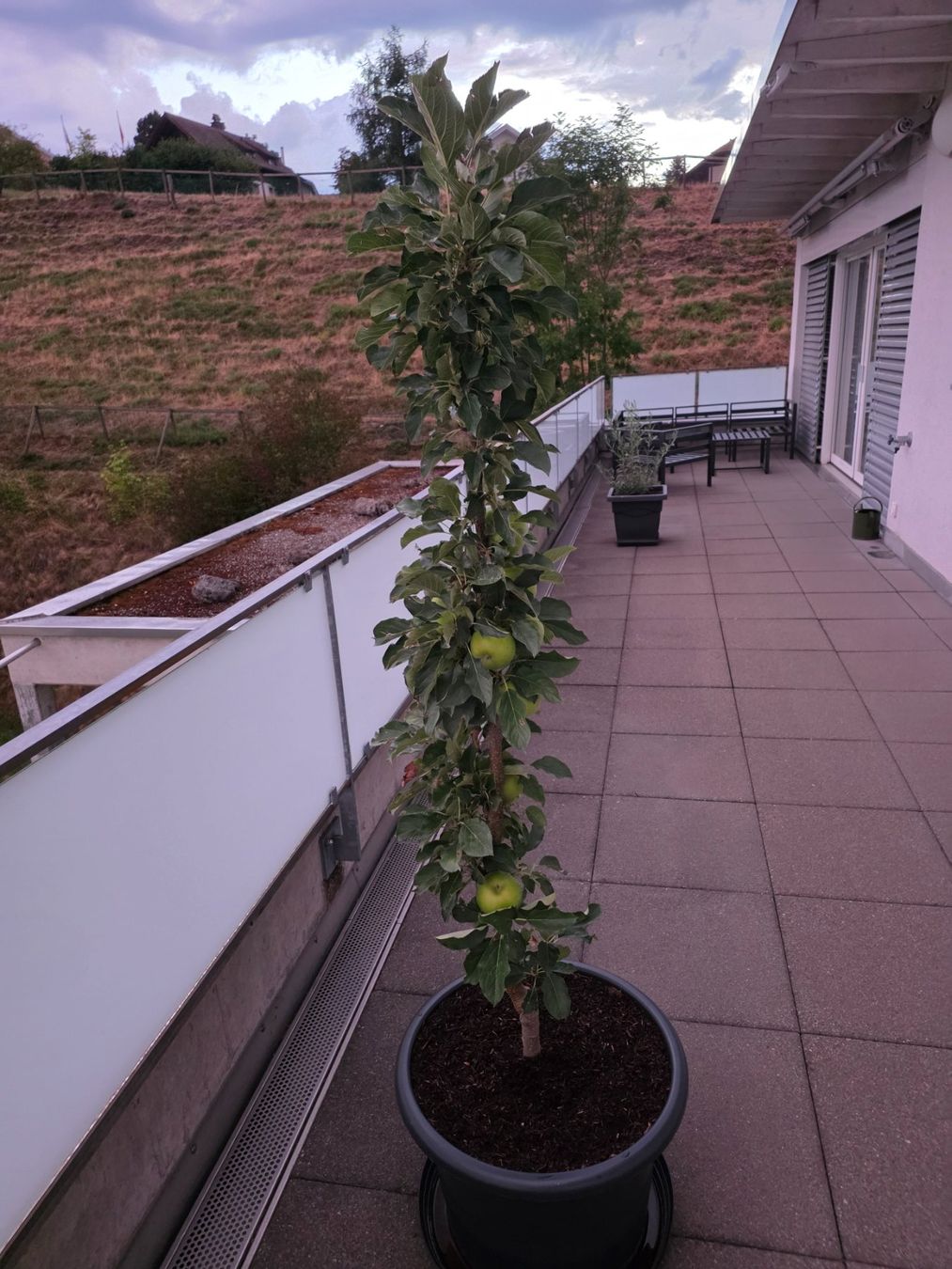 Plantes & graines: Säulenapfelbaum Rondo – D'occasion à Herisau par skorpion271081 2