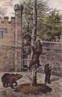 Bern Bärengraben  1905