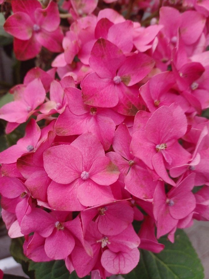 Piante & sementi: Hortensia Hydrangea Macrophylla Magical Revolution Rot 50cm – Nuovo e nell'imballaggio originale da Rovio venduto da POSITIFFARTandPLANTS 2