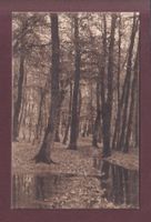 LAUSANNE - Dans la forêt de Sauvabelin - 1911