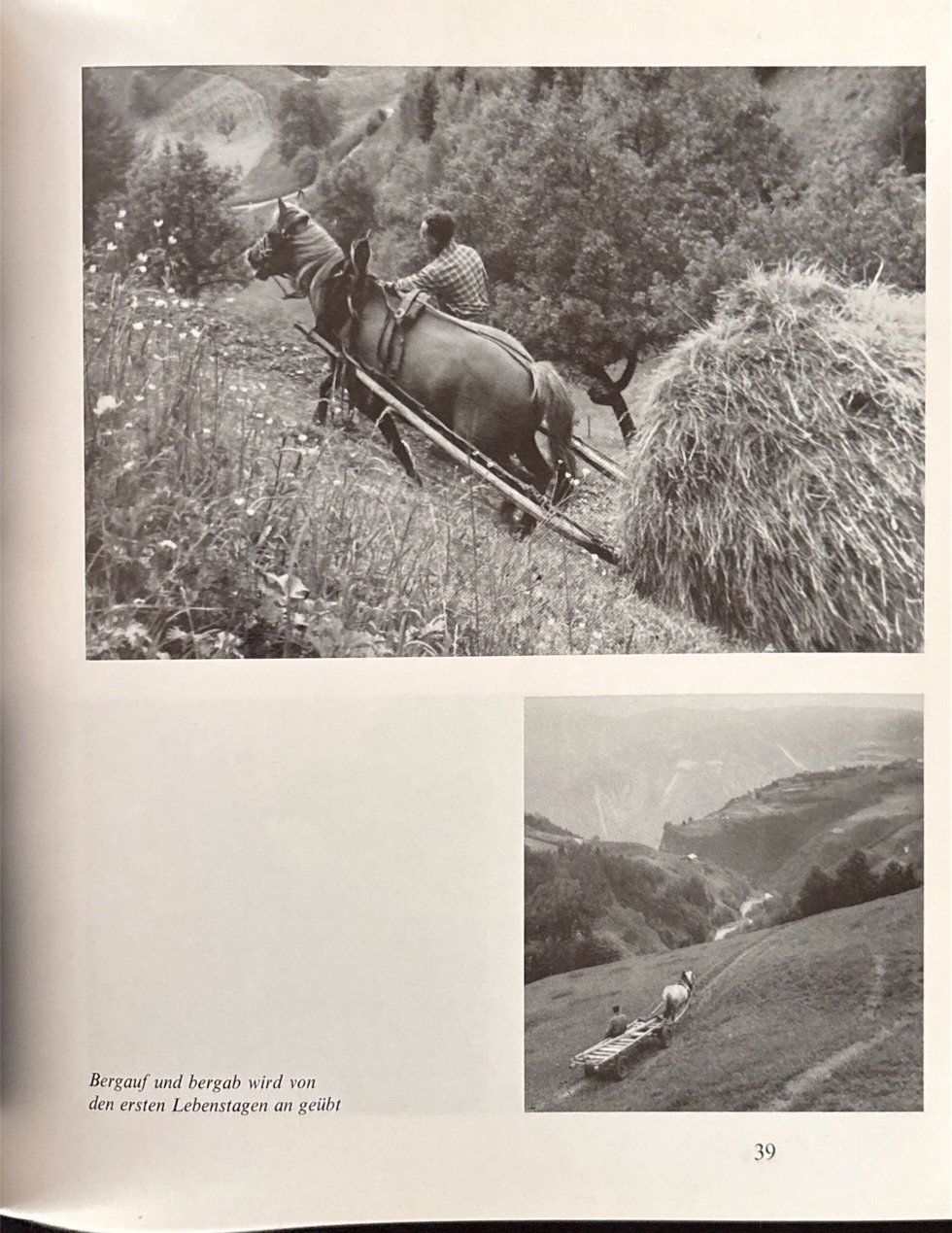 Bücher: Haflinger – Gebraucht aus Sarnen von Livres 8