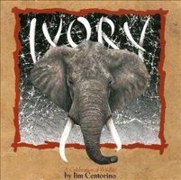 Jim Centorino IVORY Jazz New Space AgeCD