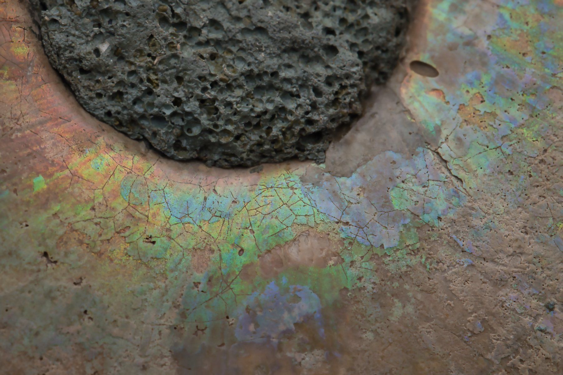 Fossili: Ammonite Half-Section · Rare Unfilled Septa – Usato da Zürich venduto da mau_8fvw 3