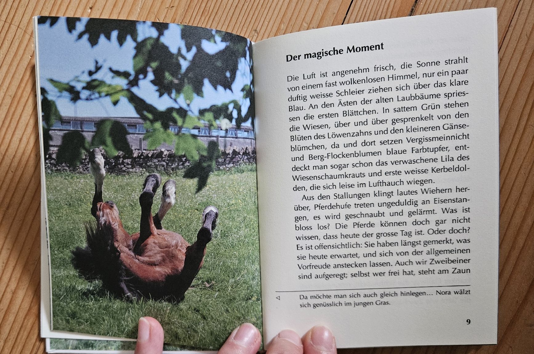 Libri: 8 Pferdegeschichten – Usato da Bern venduto da Snowflake38 2