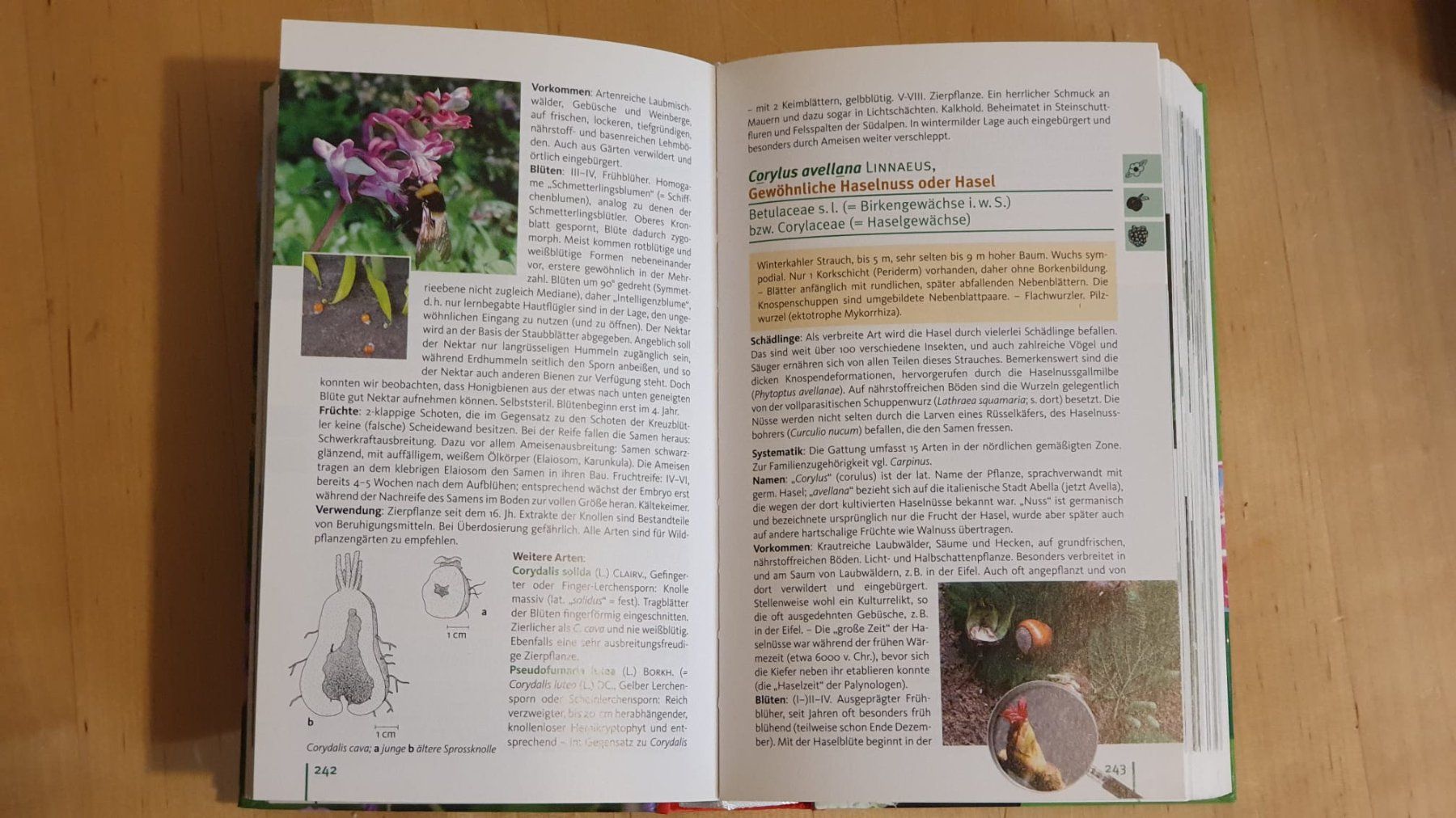 Bücher: Buch  Taschenlexikon der Pflanzen – Neu (gemäss Beschreibung) aus Worb von Buespy 1