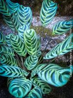 Calathea Burle-Marx - was für eine Schönheit für Dich