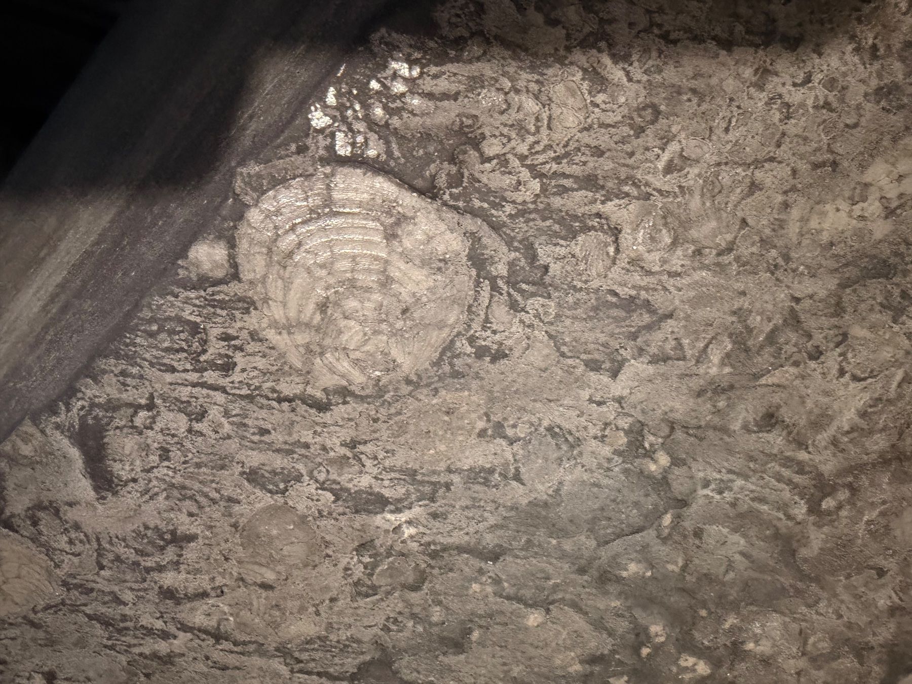 Fossili: Fossilien-Steintisch – einzigartiges Exemplar – Usato da Adliswil venduto da Fabisales 5