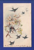 OISEAU - Hirondelles