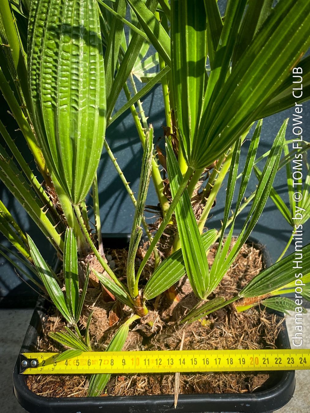 Piante & sementi: Chamaerops Humilis - fürs Haus oder Garten - robuste Palme – Nuovo e nell'imballaggio originale da Adliswil venduto da astom369 2