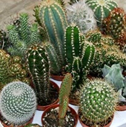 MIX 25 SAMEN KAKTUS 🌵 CACTUS 🌵 GRAINES SEMI SEEDS СЕМЕНА (Neu und ...