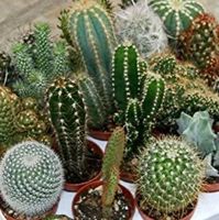 Ab 5.- fr 5 SAMEN MIX KAKTUS CACTUS GRAINES  SEMI SEEDS