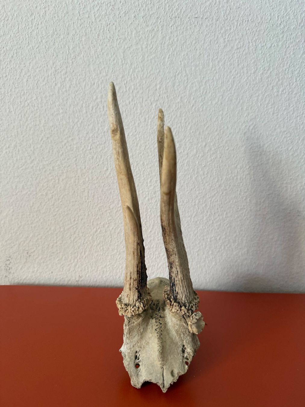 Welt der Tiere: Bois chevreuil (mâle) – Gebraucht aus Lausanne von Ruche_