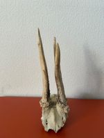 Bois chevreuil (mâle)