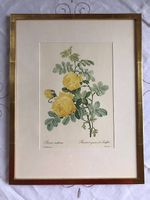 Zwei wunderschöne Rosenbilder, handkoloriert, 26/33 cm