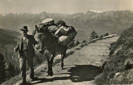 Chandolin - Anniviers   VS   -  transport à mulet    en 1959