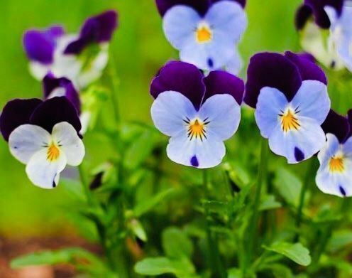 Piante & sementi: 50 SAMEN MIX FELD-STIEFMÜTTERCHEN WILD – Nuovo e nell'imballaggio originale da Rovio venduto da POSITIFFARTandPLANTS 7