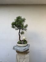 Pinus Bonsai in hochwertiger Schale mit Unterbepflanzung