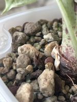 Alocasia Melo variegata Rhizom 