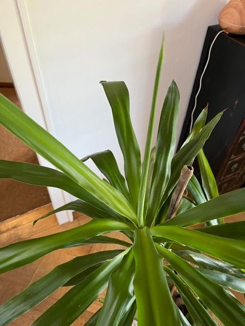 Pflanzen & Samen: 1.40 grosse YUCCA – Gebraucht aus Lohn-Ammannsegg von nad_nzl8 1