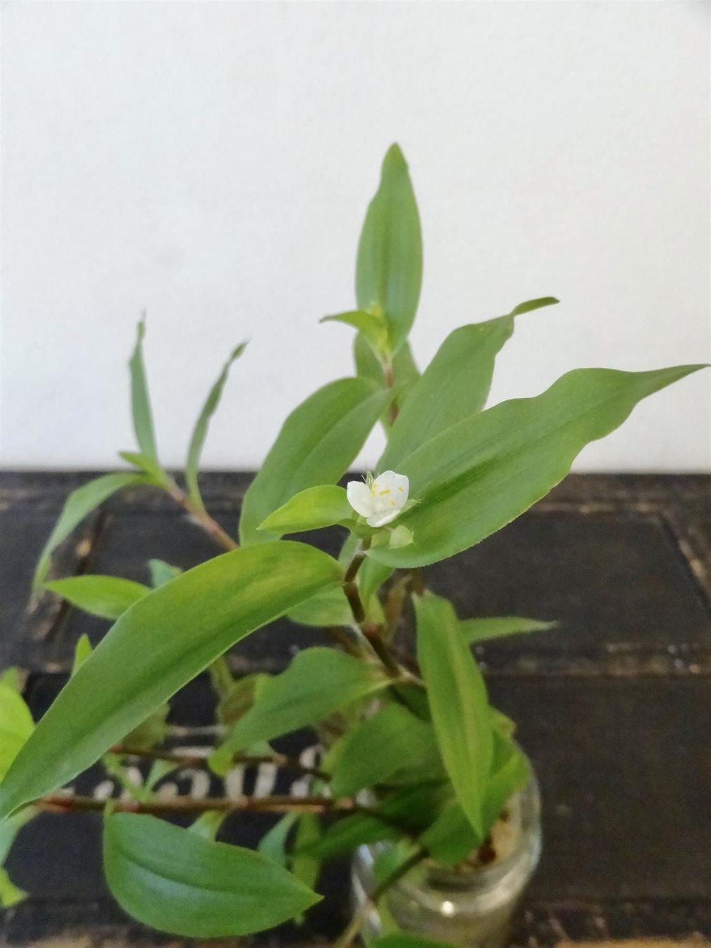 Pflanzen & Samen: Dreimasterblume Tradescantia Fluminensis – Neu und originalverpackt aus Kerzers von zimmergruen 4