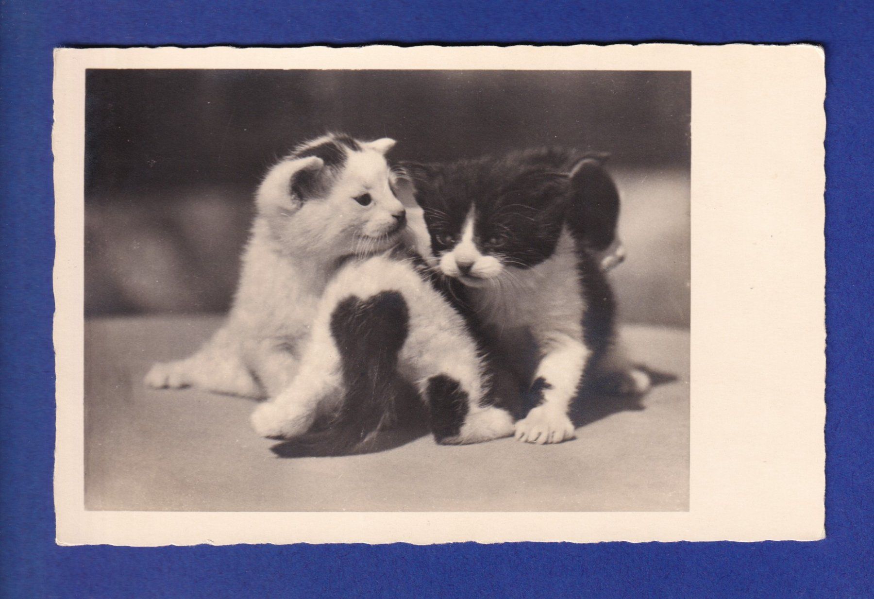 Ansichtskarten: CHAT - Trio de chatons – Gebraucht aus Pully von nicecards-shop