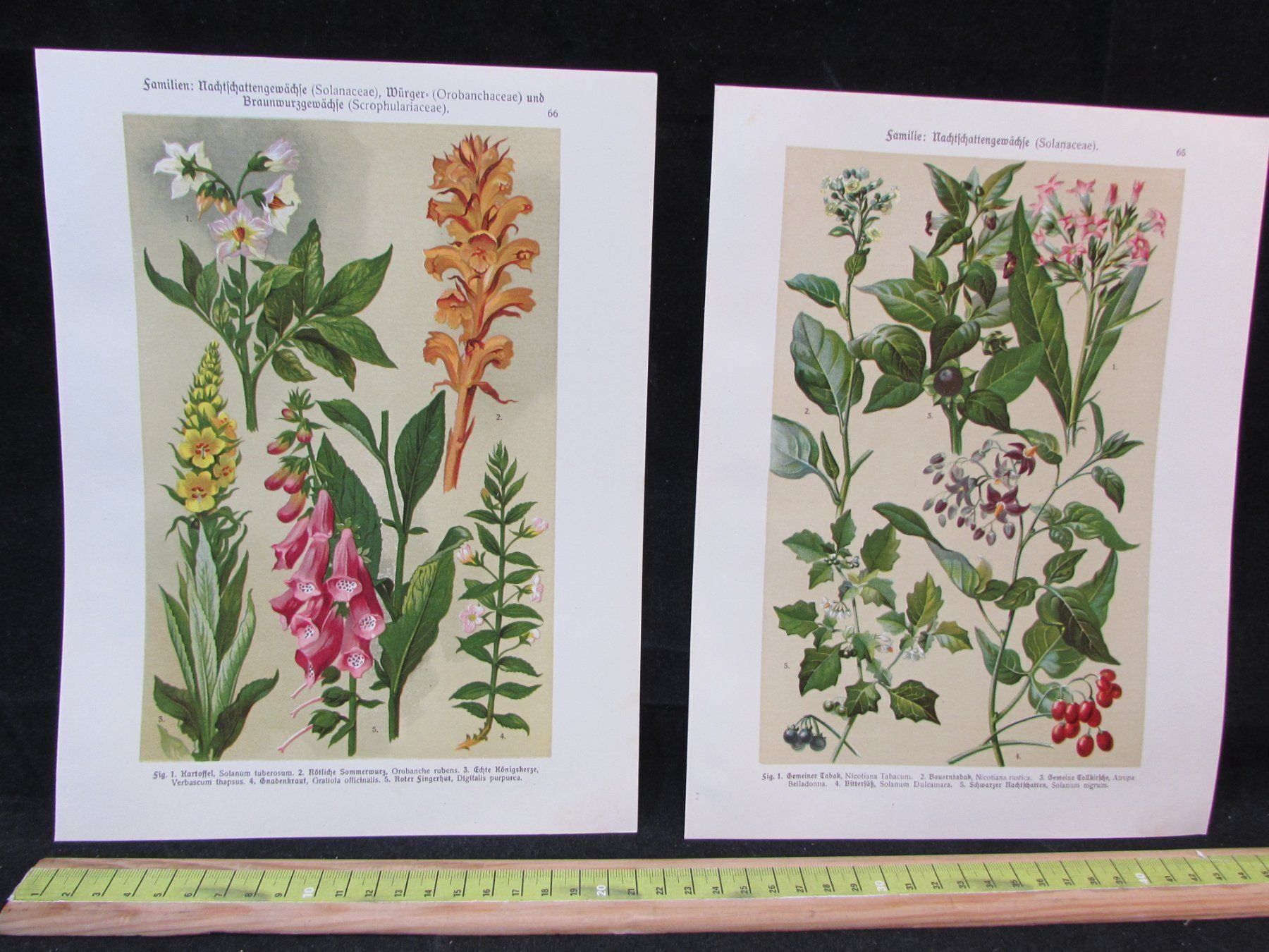 Stiche: Botanik, 2 Litho.Tafeln,1911 – Gebraucht aus Walchwil von Shells1