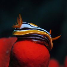 Profile image of Peugina