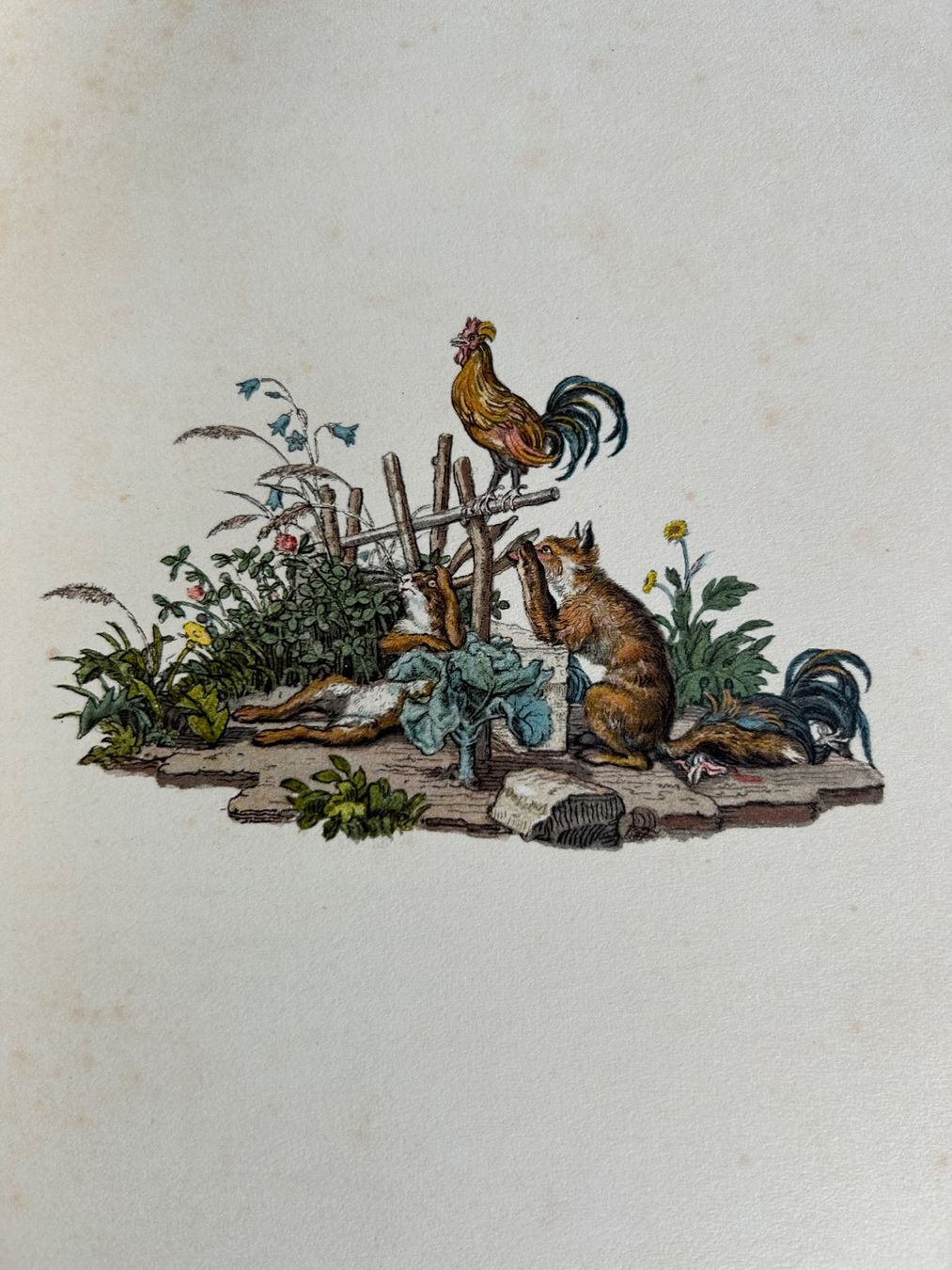 Bücher: Martin Disteli - Romantische Tierbilder – Gebraucht aus Basel von Peter_schlemihl 6