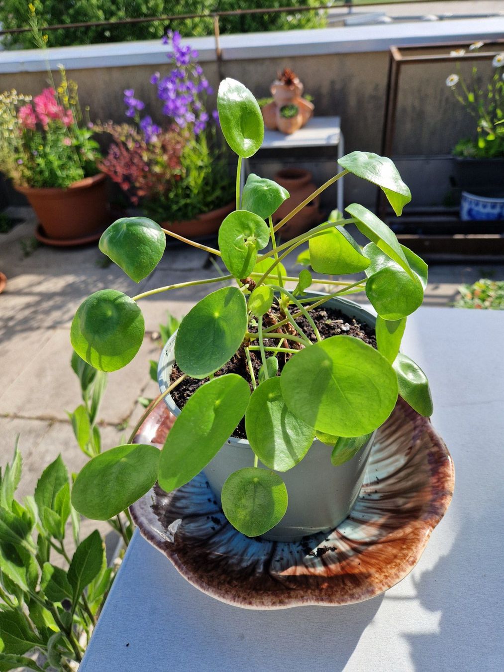Piante & sementi: Zimmerpflanze: Pilea – Usato da Münchenbuchsee venduto da Aare22 3