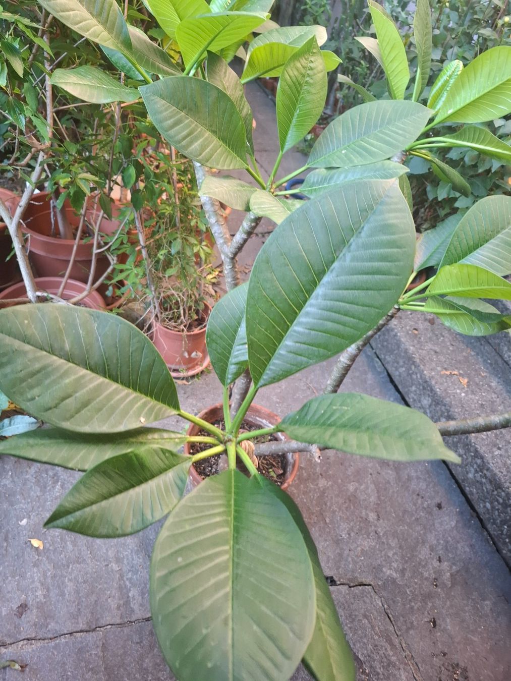 Piante & sementi: Pflanze Plumeria – Usato da Zürich venduto da esap 5